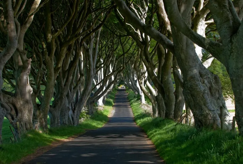 The Dark Hedges avenue of beech trees, County Antrim. Photo: Arthur Ward