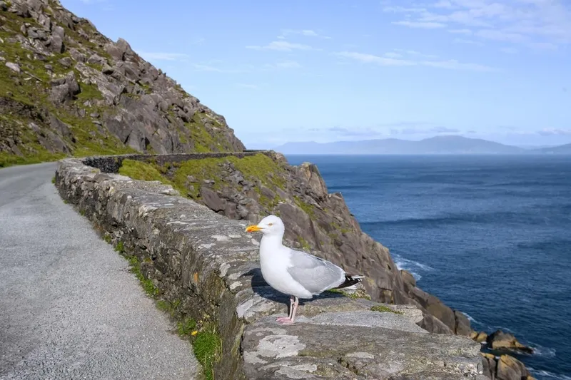 Seagull on Slea Head Drive, Dingle Peninsula, County Kerry. Copyright: Gareth Wray for Tourism Ireland