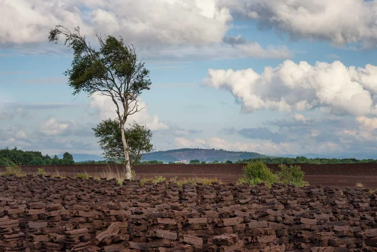 Bog of Allen landscape, Lullymore, County Kildare. Courtesy Michael Anderton for Lullymore Heritage Park