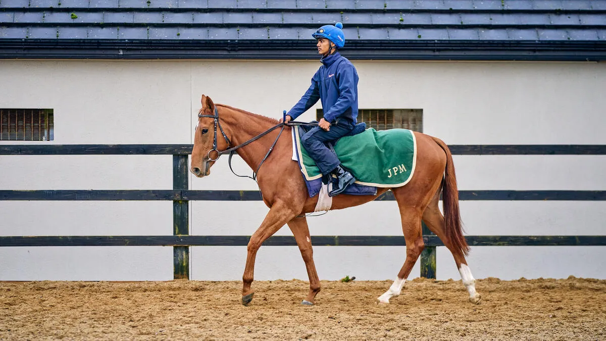 Horse training on The Curragh plains, County Kildare. Photo: Dominic James