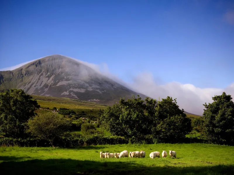 Sheep in field with view of Croagh Patrick, County Mayo. Copyright: Chris Hill Photographic