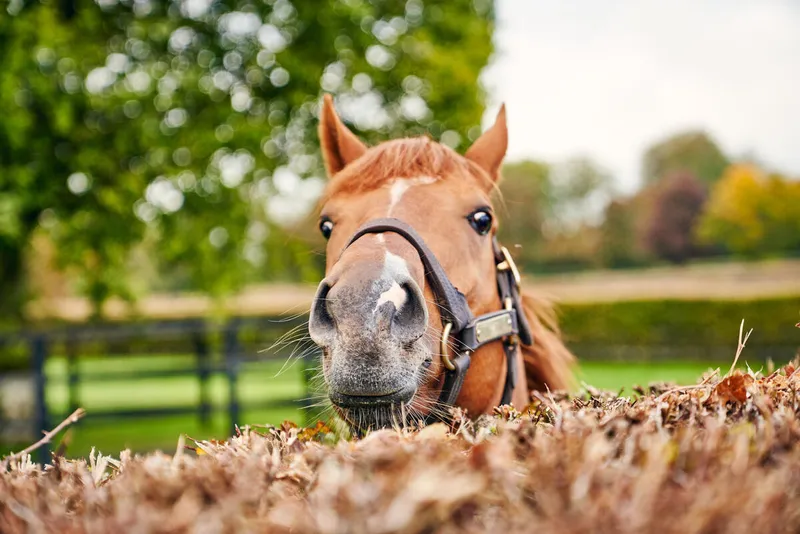 Rock of Cashel at sunset over the Golden Vale
