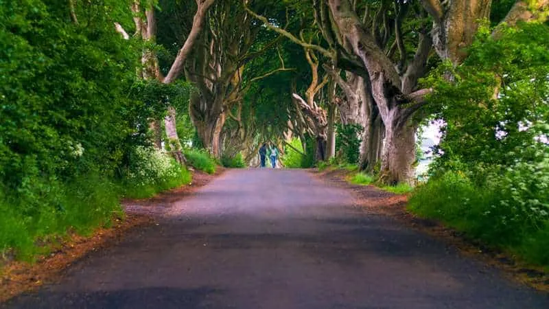 A picture of the arching Dark Hedges in Northern Ireland, which featured in Game of Thrones