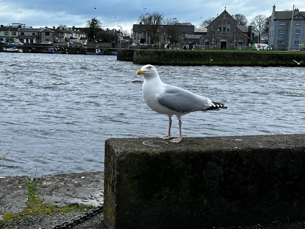 Galway city streets and colourful shopfronts