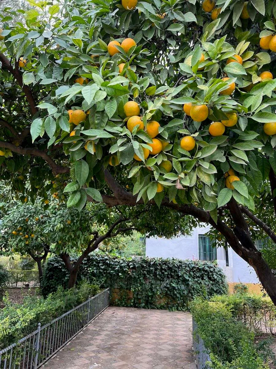 Orange trees in Seville