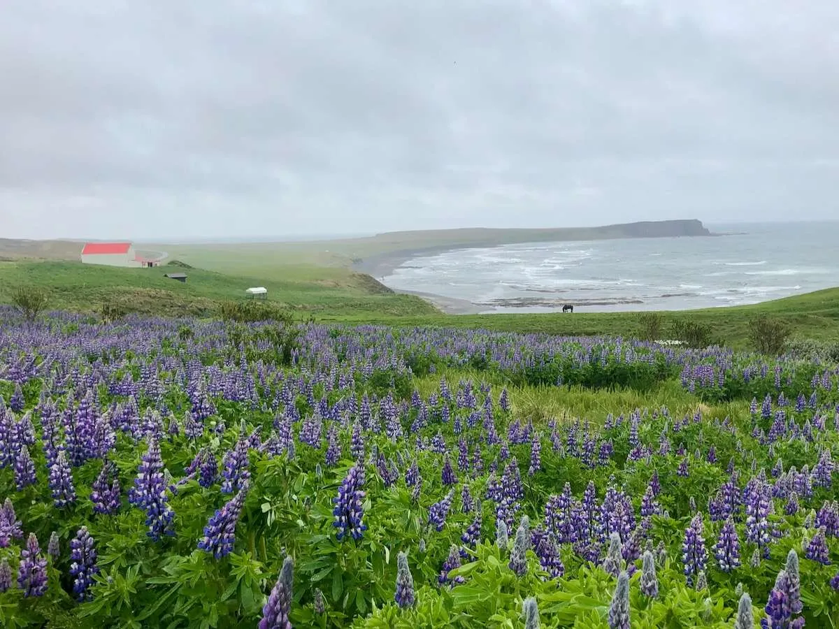 Icelandair Stopover Logistics: Hidden Costs, Luggage Headaches & Real Booking Pitfalls