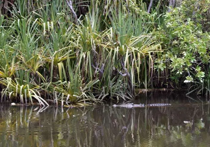A crocodile hiding under some reeds 