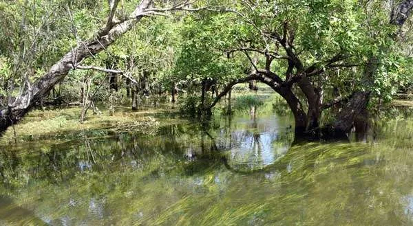 A circle formed by a tree branch reflected in water